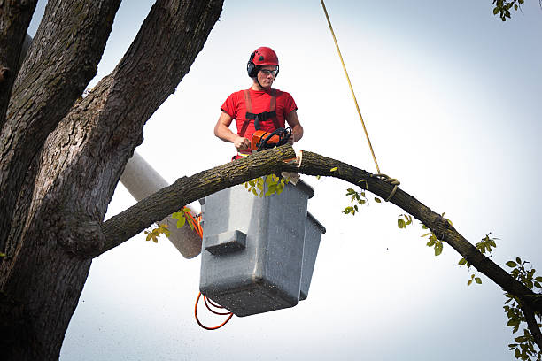 Tree Health Inspection